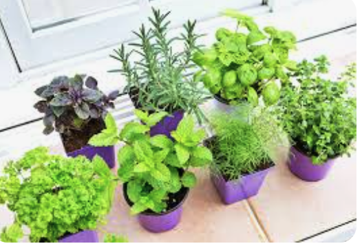  Herb or Vegetable Seedlings