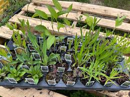 Native Flower Starter Plants